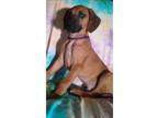 Rhodesian Ridgeback Puppy for sale in North Fork, CA, USA