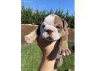 Bulldog Puppy for sale in Wenatchee, WA, USA