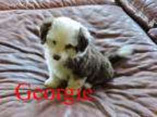 Mutt Puppy for sale in Cassville, WI, USA