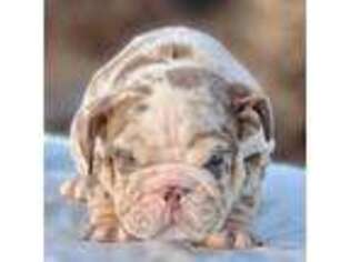 Bulldog Puppy for sale in Weatherford, TX, USA