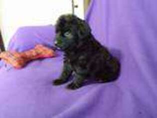 Labradoodle Puppy for sale in Lyndonville, NY, USA