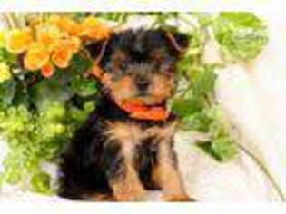 Yorkshire Terrier Puppy for sale in Harrisburg, PA, USA