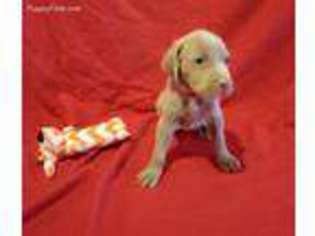 Weimaraner Puppy for sale in Hedgesville, WV, USA