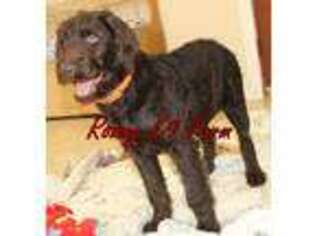 Labradoodle Puppy for sale in Allendale, MI, USA