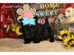 Scottish Terrier Puppy for sale in Neosho, MO, USA