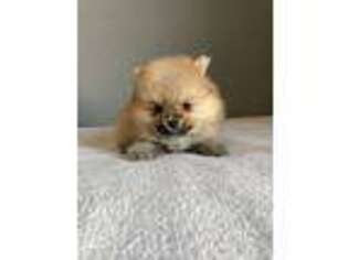 Pomeranian Puppy for sale in Bloomington, CA, USA