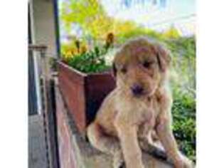 Labradoodle Puppy for sale in Reedley, CA, USA