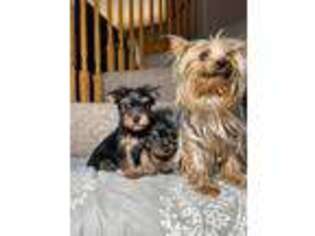 Yorkshire Terrier Puppy for sale in Moreno Valley, CA, USA