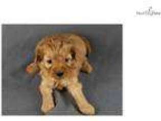 Cavapoo Puppy for sale in Cookeville, TN, USA