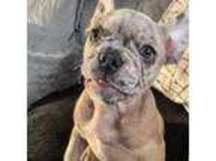 French Bulldog Puppy for sale in Coloma, MI, USA