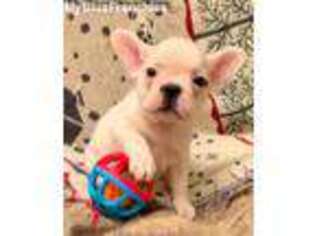 French Bulldog Puppy for sale in White City, OR, USA