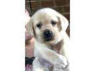 Labrador Retriever Puppy for sale in Dunn, NC, USA