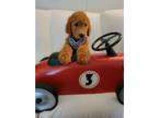 Goldendoodle Puppy for sale in Louisville, GA, USA