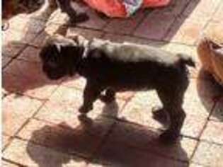 French Bulldog Puppy for sale in Langhorne, PA, USA