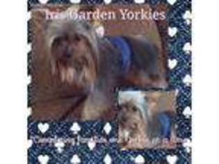 Yorkshire Terrier Puppy for sale in Yucaipa, CA, USA