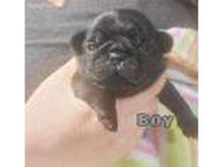Pug Puppy for sale in Jackson, MS, USA
