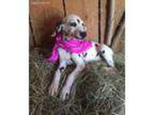 Dalmatian Puppy for sale in Williamsville, MO, USA