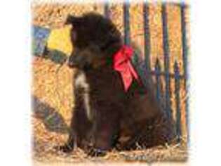 Belgian Tervuren Puppy for sale in Springfield, MO, USA