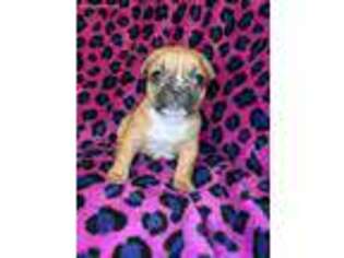 French Bulldog Puppy for sale in Waldorf, MD, USA