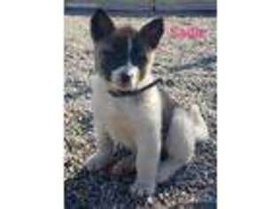 Akita Puppy for sale in Harlan, IN, USA