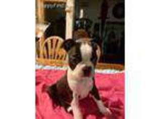 Boston Terrier Puppy for sale in SPRING HILL, FL, USA
