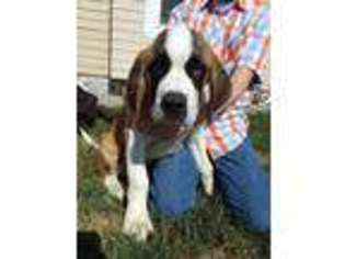 Saint Bernard Puppy for sale in Topeka, KS, USA