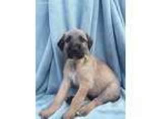 Irish Wolfhound Puppy for sale in Prescott Valley, AZ, USA