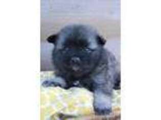 Keeshond Puppy for sale in Alamosa, CO, USA