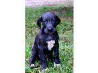 Great Dane Puppy for sale in Good Hope, GA, USA