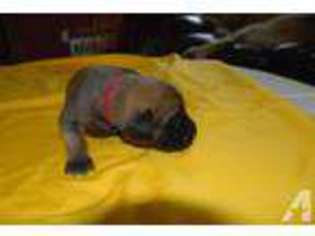 Mastiff Puppy for sale in PRINCETON, MN, USA