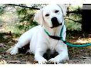 Labrador Retriever Puppy for sale in Saint Louis, MO, USA