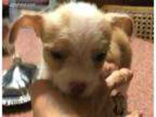 Chorkie Puppy for sale in Farmington, MO, USA