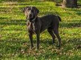 Weimaraner Puppy for sale in Carroll, IA, USA