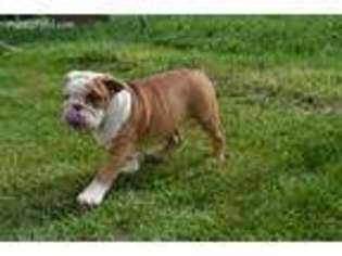 Bulldog Puppy for sale in Niangua, MO, USA