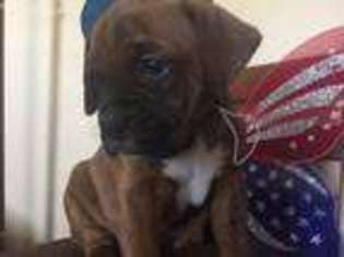 Boxer Puppy for sale in Hampton, VA, USA