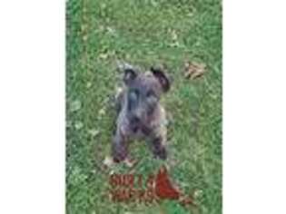 Dutch Shepherd Dog Puppy for sale in Colchester, CT, USA