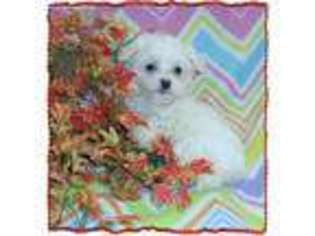 Maltese Puppy for sale in Dandridge, TN, USA