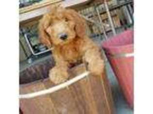 Goldendoodle Puppy for sale in Clarkston, UT, USA