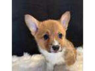 Pembroke Welsh Corgi Puppy for sale in Pomona, CA, USA