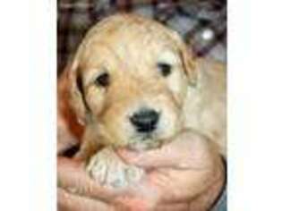 Goldendoodle Puppy for sale in Holly, CO, USA