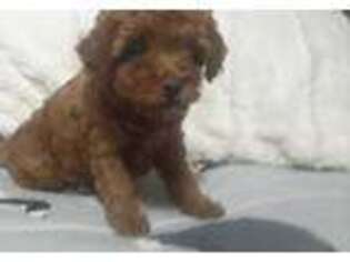 Mutt Puppy for sale in Fisk, MO, USA