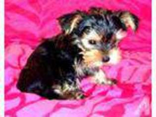 Yorkshire Terrier Puppy for sale in CAMBRIDGE CITY, IN, USA