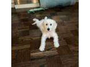 Goldendoodle Puppy for sale in San Francisco, CA, USA