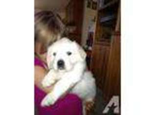 Labrador Retriever Puppy for sale in UDALL, KS, USA