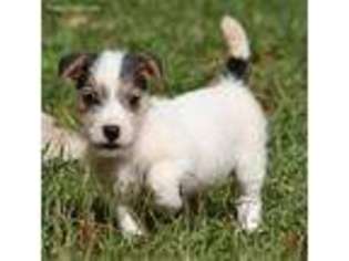 Jack Russell Terrier Puppy for sale in Coldspring, TX, USA
