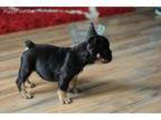 French Bulldog Puppy for sale in Leavenworth, KS, USA