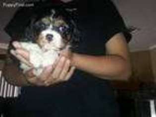 Cavalier King Charles Spaniel Puppy for sale in Stover, MO, USA