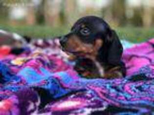 Dachshund Puppy for sale in Fellsmere, FL, USA