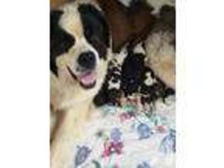 Saint Bernard Puppy for sale in WATERFORD, PA, USA