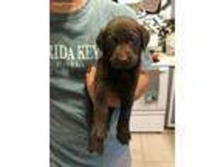 Labrador Retriever Puppy for sale in Tolland, CT, USA